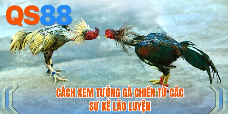 Cách xem tướng gà chiến từ các sư kê lão luyện